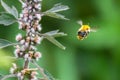 Pollination concept: close-up of a bumblebee flying away from a meadow flower, blurred green background