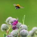 Pollination concept: close-up of a bumblebee flying away from purple Great Globe Thistle flower, blurred green background