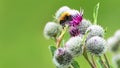 Pollination concept: close-up of a bumblebee on purple Great Globe Thistle flower with blurred green background