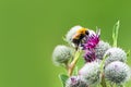 Pollination concept: close-up of a bumblebee on purple Great Globe Thistle flower with blurred green background