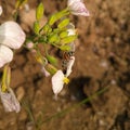 Pollination concept. Pollination. Honey bee collecting pollen grains. Honey bee pollination. Bee. Raphanus flower.