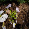 Pollination concept. Pollination. Honey bee collecting pollen grains. Honey bee pollination. Bee. Raphanus flower.