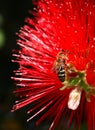 Pollination concept. Yellow and black worker bee on red callistemon flower collects nectar to turn it into honey, vertical photo Royalty Free Stock Photo