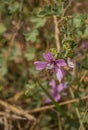 The pollination of a Cornish Mallow flower