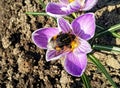 Pollination of the first spring flowers Royalty Free Stock Photo