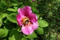 Pollination of flower of paeonia daurica by bumble bee Royalty Free Stock Photo