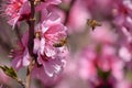 Pollination of flowers by bees peach.