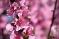 Pollination of flowers by bees peach.