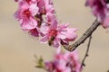 Pollination of flowers by bees peach.