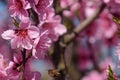 Pollination of flowers by bees peach.