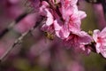 Pollination of flowers by bees peach.