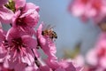 Pollination of flowers by bees peach.