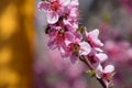 Pollination of flowers by bees peach.