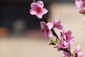 Pollination of flowers by bees peach.