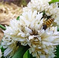 pollination of flowers by honey bee Royalty Free Stock Photo