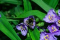 Pollination of flowers by insects. Bumblebee Latin: Bombus on purple flowers Tradescantia Latin: Tradescantia occidentalis. A