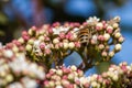 Pollination, the great work of the bees, they visit the flowers collect the nectar collecting the pollen in the down on the