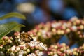 Pollination, the great work of the bees, they visit the flowers collect the nectar collecting the pollen in the down on the