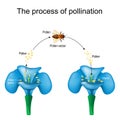 Pollination. Honey bee is an animal of pollinator, flower, and pollen