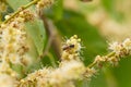 The pollination by insect bee at organic farm