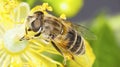 Pollination. Insect on a flower