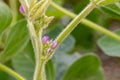 Soybean plant flower and pod.