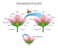 Pollinating plants with insects and self-pollination, flower anatomy education diagram, botanical biology banner. Vector illustrat Royalty Free Stock Photo