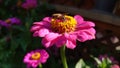 Pollination process - bee gathering pollen from a fully bloomed daisy flower