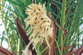 Pollination process of phoenix or date palm by