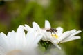 Macro shot of a honey bee collecting nectar on a white English daisy flower.