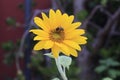 pollination of a sunflower by a bee Royalty Free Stock Photo