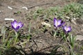 Pollination of violet flowers of Crocus tommasinianus in March Royalty Free Stock Photo