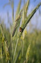 Pollination of wheat with bees. A bee sucks nectar on a spikelet of wheat.