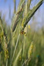 Pollination of wheat with bees. A bee sucks nectar on a spikelet of wheat.