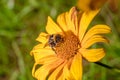 Pollination of a yellow flower with a bumblebee Royalty Free Stock Photo