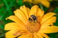 Pollination of a yellow flower with a bumblebee Royalty Free Stock Photo