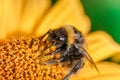 Pollination of a yellow flower with a bumblebee Royalty Free Stock Photo