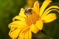 Pollination of a yellow flower with a bumblebee Royalty Free Stock Photo