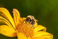 Pollination of a yellow flower with a bumblebee Royalty Free Stock Photo