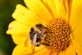 Pollination of a yellow flower with a bumblebee Royalty Free Stock Photo