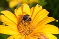 Pollination of a yellow flower with a bumblebee Royalty Free Stock Photo