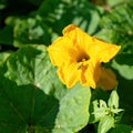 Pollination of zucchini flowers by a honey bee in a farm garden. Bee in the pollen. Agronomy. Soft selective focus Royalty Free Stock Photo