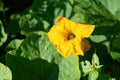 Pollination of zucchini flowers by a honey bee in a farm garden. Bee in the pollen. Agronomy. Soft selective focus Royalty Free Stock Photo