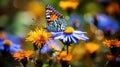 pollinator butterfly on wild flower