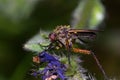 Pollinator fly