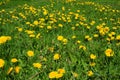 A pollinator friendly, bee-friendly green lawn full of blooming yellow daffodil flowers and bees in spring. Daffodil field