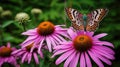 pollinator isolated coneflower butterfly