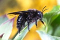 Pollinator, violet carpenter bee, Xylocopa violacea