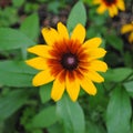 Pollinator visiting a Gloriosa daisy