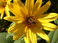 Pollinators - Bees - Sunflower - Organic Royalty Free Stock Photo